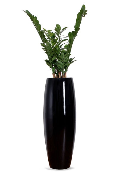 Hohe, glänzende schwarze Bodenvase mit einer Zamioculcas Pflanze.