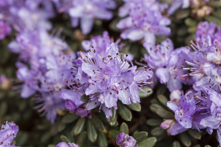 Rhododendron impeditum, Zwerg-Rhododendron, lila, 25–30 cm