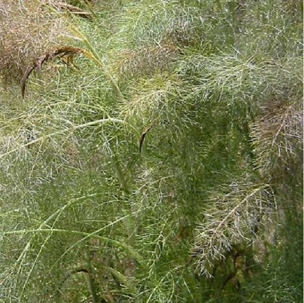 Detailaufnahme einer Fenchelpflanze