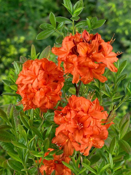 Rhododendron luteum 'Parkfeuer', gelb-orange, 40–50 cm