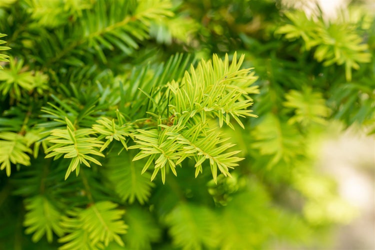 Taxus baccata 'Washingtonii', Gelbe Eibe, 25–30 cm