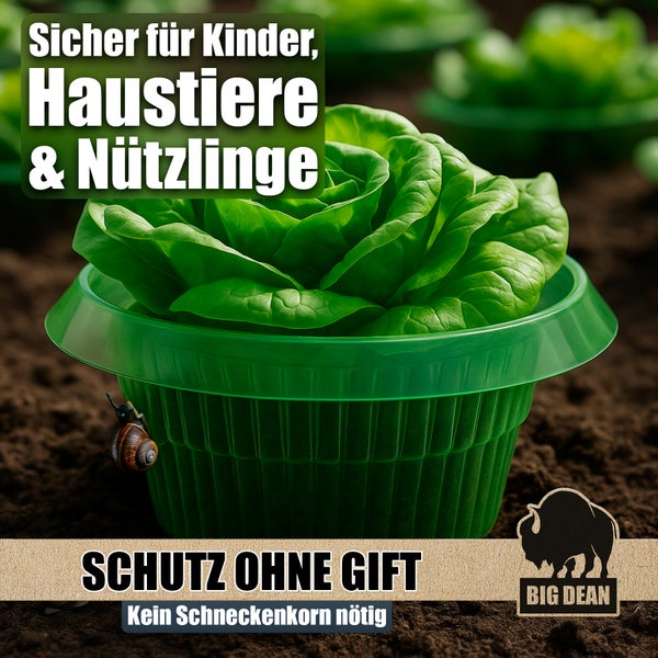 Salatkopf in Schneckenkragen zum Schutz vor Schnecken