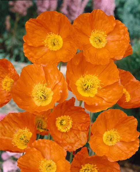 Papaver nudicaule 'Gartenzwerg', Islandmohn, bunt, ca. 9x9 cm Topf