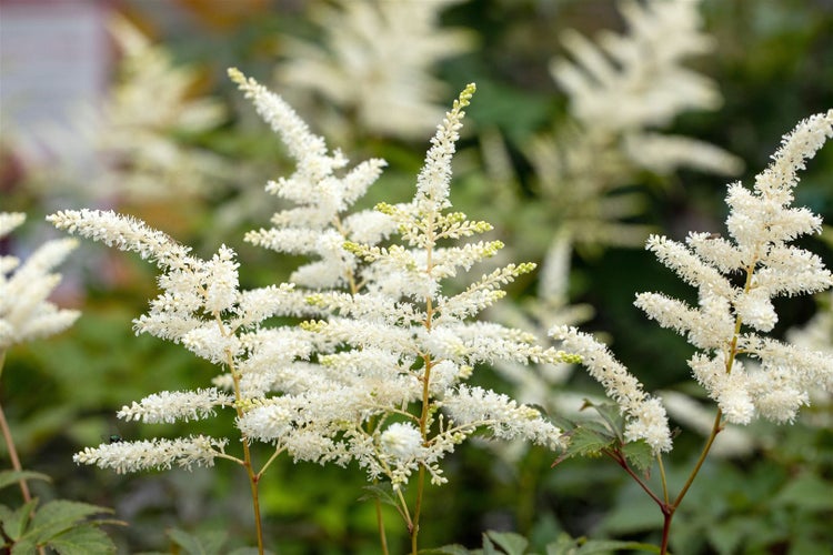 Astilbe japonica 'Washington', Prachtspiere, weiß, ca. 9x9 cm Topf