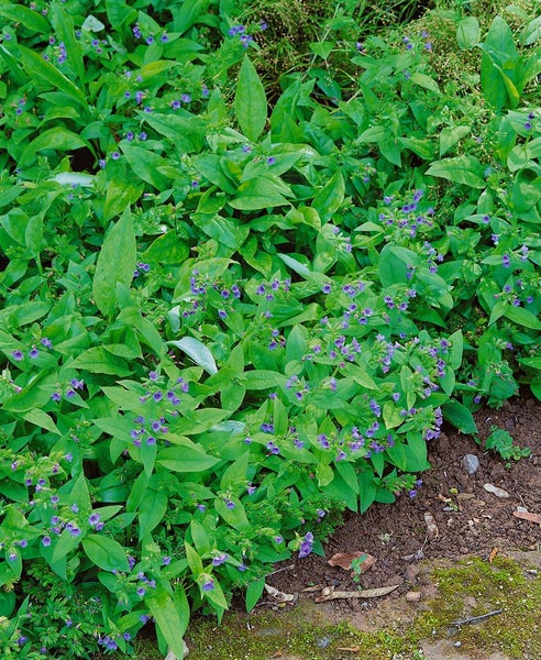 Pulmonaria dacica 'Azurea', Lungenkraut, blau, ca. 9x9 cm Topf