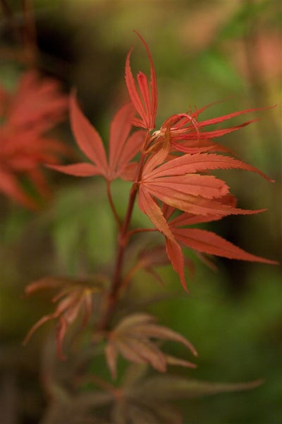 Acer palmatum 'Shaina', Japanischer Ahorn, kompakt, 80 cm Stammhöhe