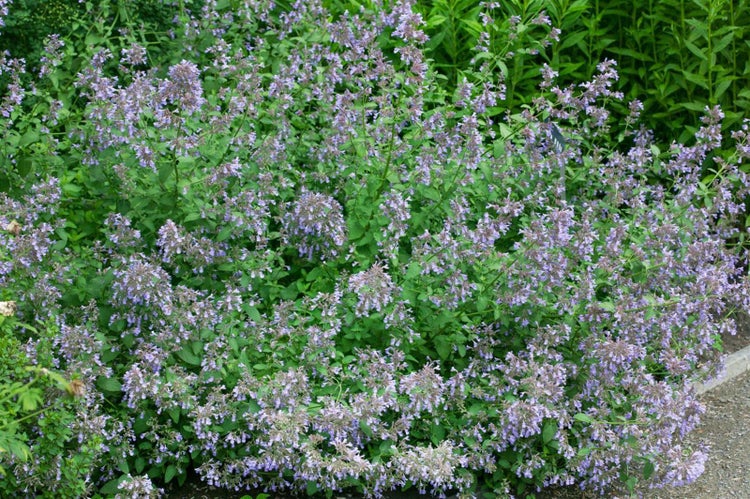 Nepeta grandiflora 'Pool Bank', Katzenminze, blauviolett, ca. 9x9 cm Topf