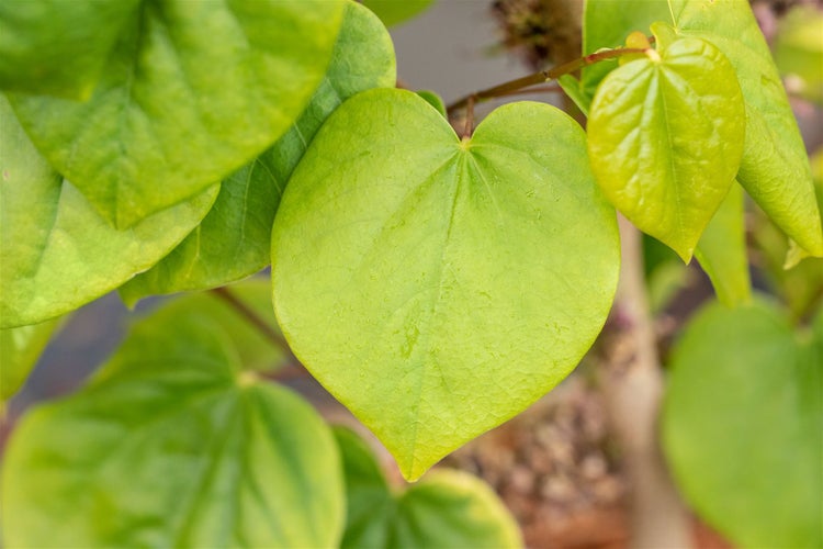 Nahaufnahme von Herzblattpflanzen