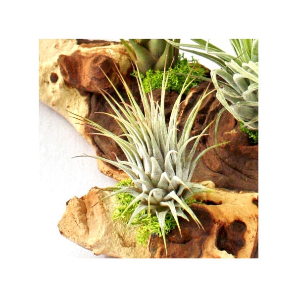 Tillandsia Luftpflanzen auf Naturholz mit Moos dekoriert.