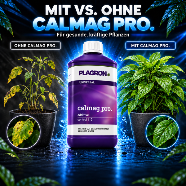 Plagron Calmag Pro Pflanzennährstoff Vergleichsbild mit gesundem und ungesundem Pflanzenwachstum.