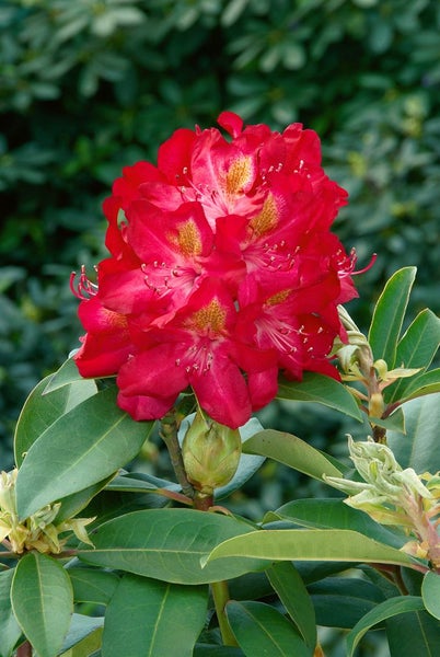 Nahaufnahme einer roten Rhododendronblüte mit grünen Blättern