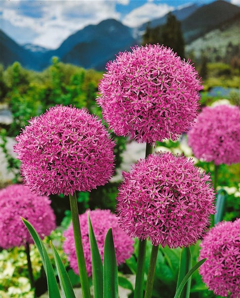 Allium aflatunense 'Gladiator', Zierlauch, violett, ca. 11x11 cm Topf
