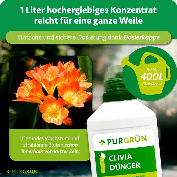 Purgrün Clivia Dünger Konzentrat, 1 Liter Flasche mit Dosierkappe, reicht für circa 400 Liter Gießwasser, fördert gesundes Wachstum und Blüten.