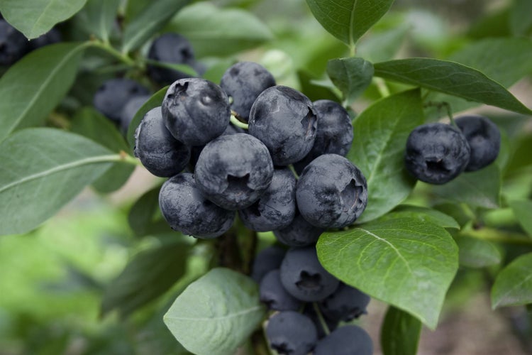 Vaccinium corymbosum 'Goldtraube', Heidelbeere, 30–40 cm