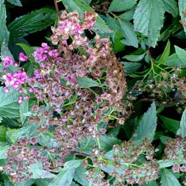 Nahaufnahme einer Spiraea-Pflanze mit rosa Blüten und grünen Blättern