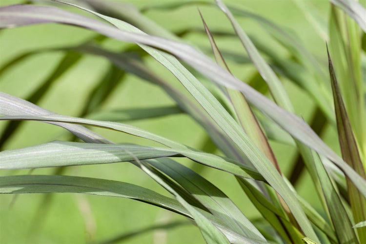 Panicum virgatum 'Rotstrahlbusch', Rutenhirse, rot, ca. 9x9 cm Topf