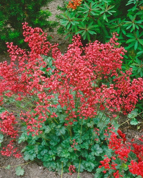 Blühende Purpurglöckchen Pflanze im Garten