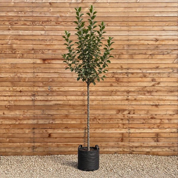 Ein junger Apfelbaum als Hochstamm in einem schwarzen Pflanzgefäß vor einer Holzwand.