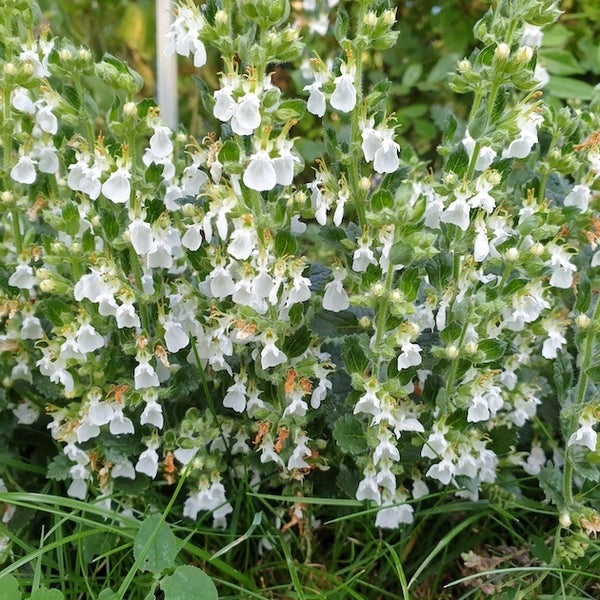 Blühende Quendelblättrige Gamander Pflanze im Garten