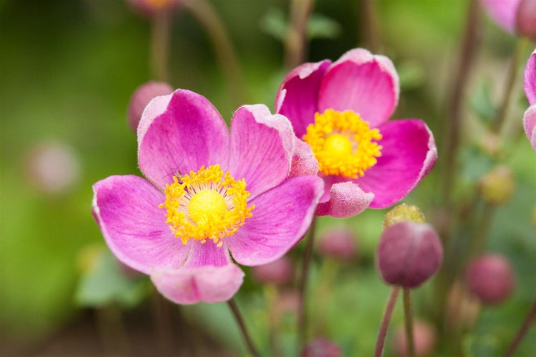 Anemone hupehensis 'Praecox', Herbst-Anemone, rosa, ca. 9x9 cm Topf