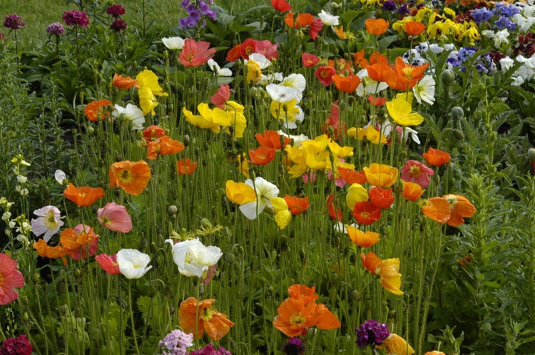 Papaver nudicaule 'Wonderland', Islandmohn, bunt, ca. 9x9 cm Topf