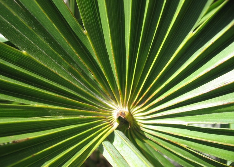 SAFLAX Garden to go - Hanfpalme - Chamaerops excelsa - 10 Samen - Mit Topf, Klima - Deckel und Anzuchtsubstrat