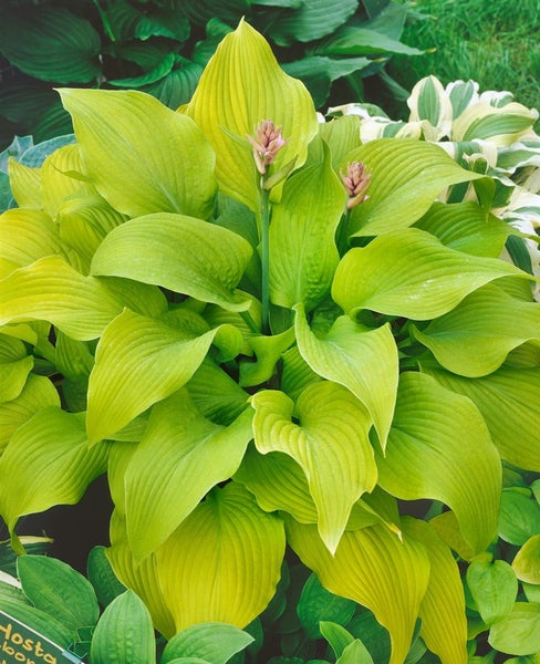 Hosta x fortunei 'Sun Power', Funkie, gelbgrün, ca. 9x9 cm Topf