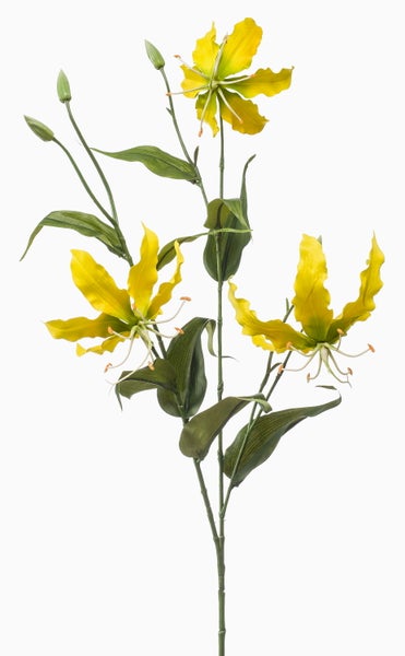 Zwei grüne Blütenknospen an dünnen Stielen.