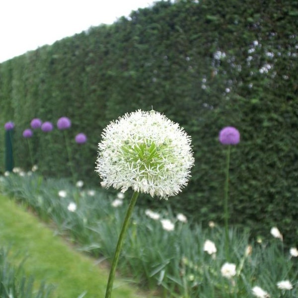 Blühende Allium-Pflanze im Garten.