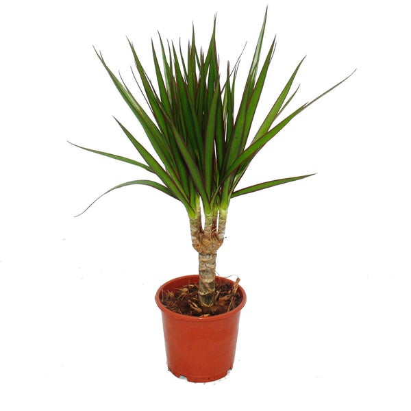 Exotenherz Drachenbaum Dracaena marginata  1 Pflanze Zimmerpflanze luftreinigend 12cm Topf