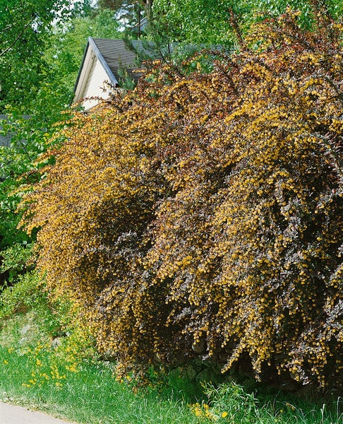 Berberis thunbergii 'Atropurpurea', Blutberberitze, purpurrot, 60–80 cm