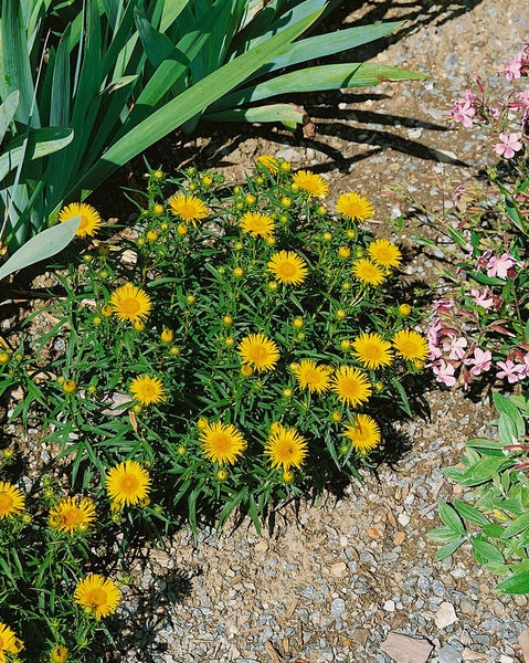 Inula ensifolia, Schwert-Alant, gelb, ca. 9x9 cm Topf
