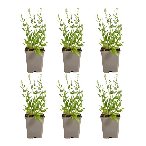 Set aus sechs grünen Kräuterpflanzen mit weißen Blüten in grauen quadratischen Kunststofftöpfen.