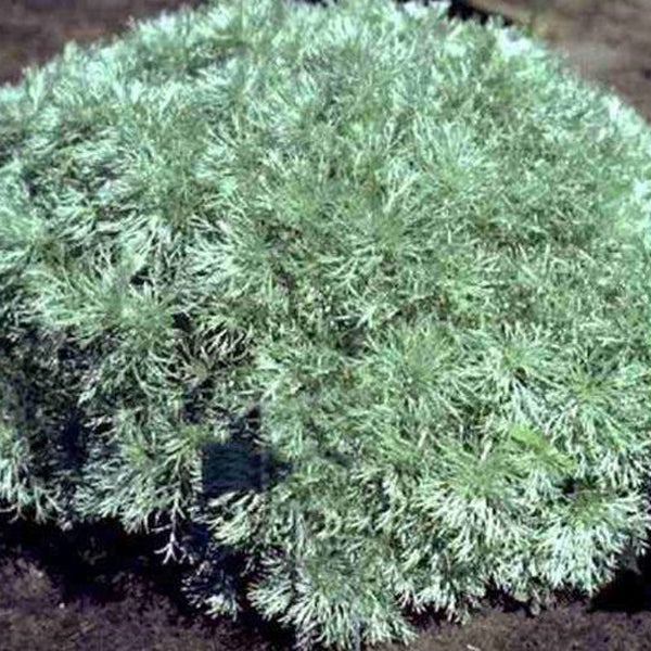 Silberwermut im Gartenbeet