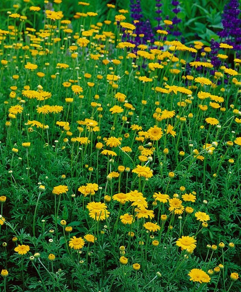 Anthemis tinctoria 'Kelwayi', Färberkamille, gelb, ca. 9x9 cm Topf