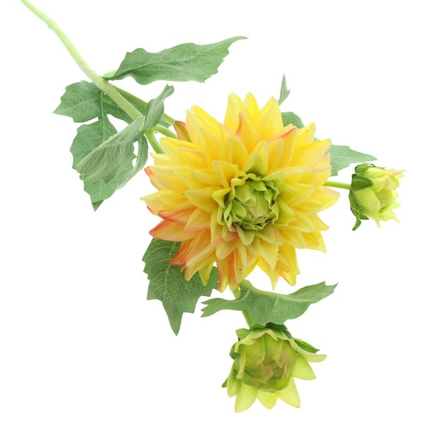 Künstliche Dahlie mit einer gelben Blüte, zwei grünen Knospen und grünen Blättern.