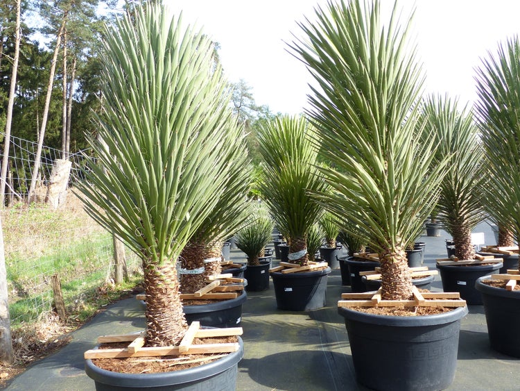 XXXL Yucca Palme Filifera, 230 - 250 cm, Stamm 40 - 50 cm, winterhart -13 Grad