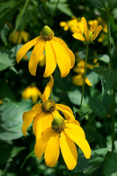 Rudbeckia nitida 'Herbstsonne', Sonnenhut, gelb, ca. 11x11 cm Topf