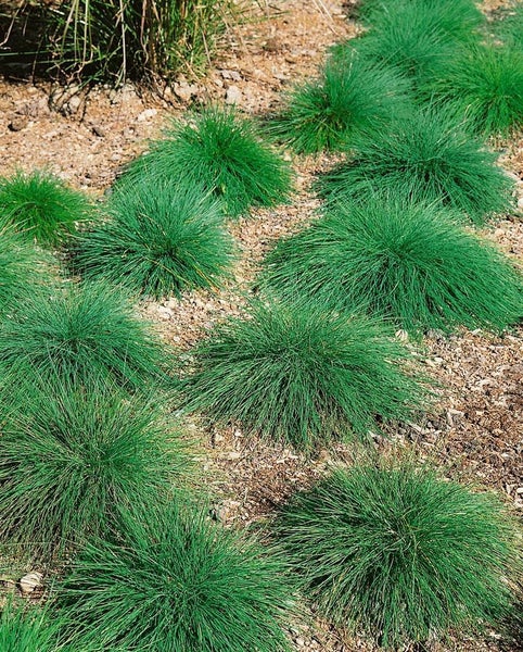 Festuca ovina 'Eisvogel', Schwingel, blaugrün, ca. 9x9 cm Topf