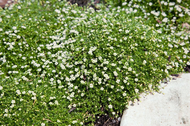 Sagina subulata, Sternmoos, immergrün, ca. 9x9 cm Topf