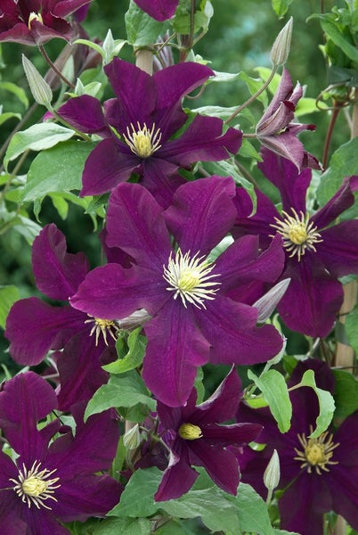 Nahaufnahme von Clematisblüten mit grünen Blättern