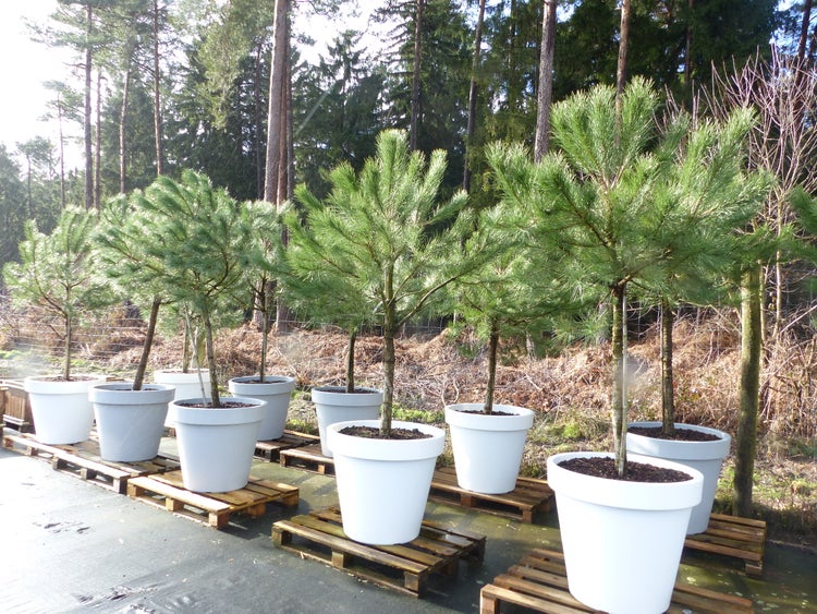 Kleine Kiefern in weißen Pflanztöpfen auf Holzpaletten in einer Baumschule im Freien.