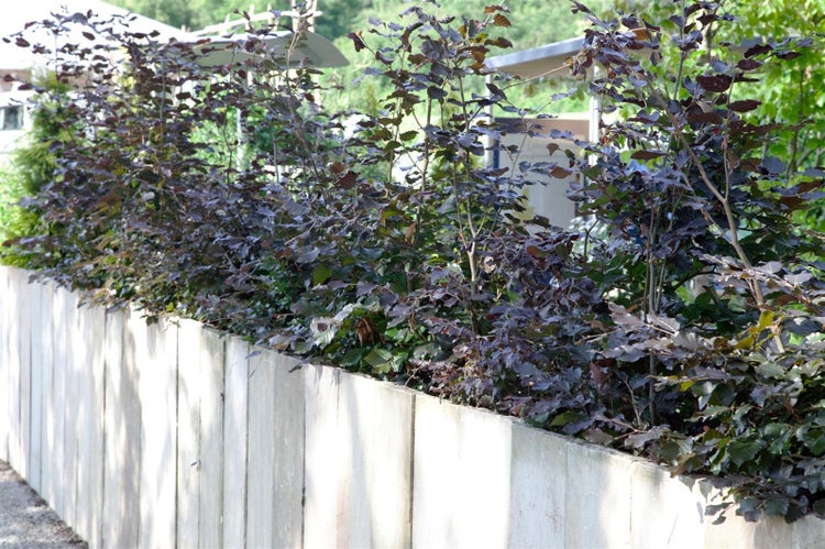Fagus sylvatica 'Purpurea', Rotbuche, purpurrot, 20–30 cm