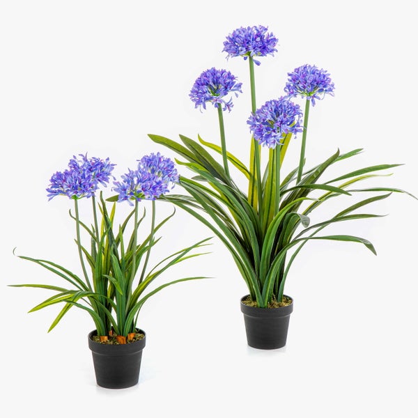 Künstliche Agapanthus-Pflanzen in schwarzen Töpfen mit blauen Blüten und langen grünen Blättern.