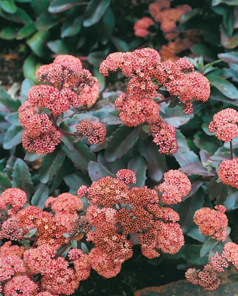 Sedum spectabile 'Purple Emperor', Fetthenne, purpurrot, ca. 11x11 cm Topf