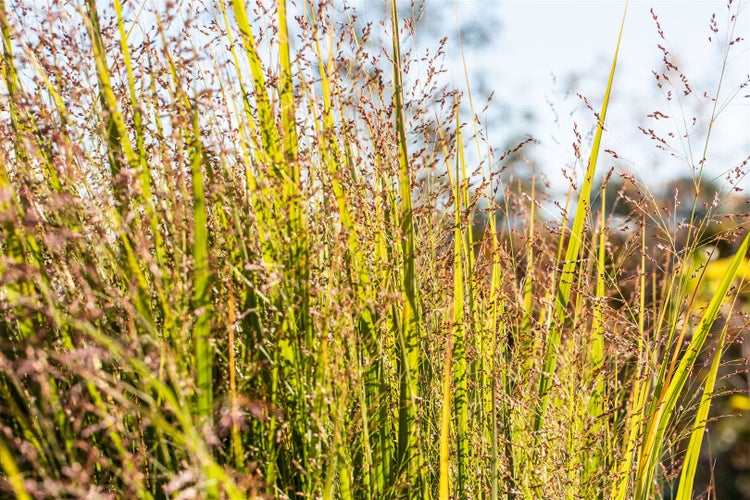 Panicum virgatum, Rutenhirse, ca. 9x9 cm Topf, zierend