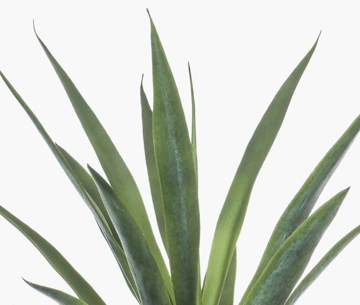 Yucca elephantipes Zimmerpflanze mit strukturiertem Stamm und spitzen grünen Blättern.