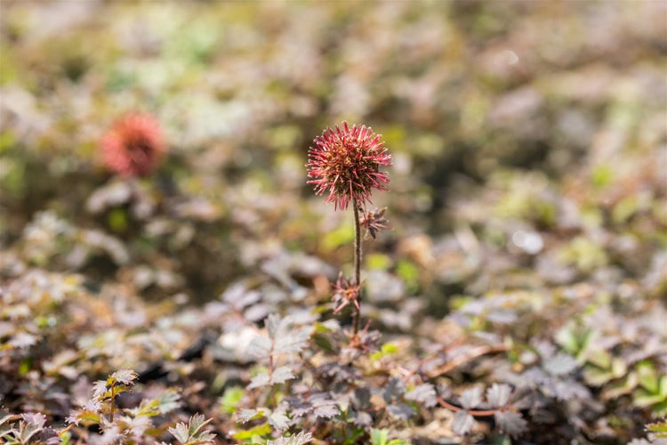 Acaena microphylla 'Kupferteppich', kupferfarben, ca. 9x9 cm Topf