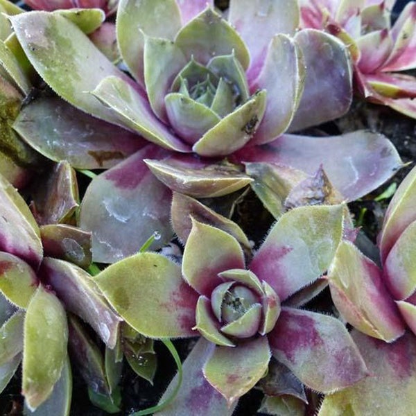 Nahaufnahme von Hauswurz Pflanzen