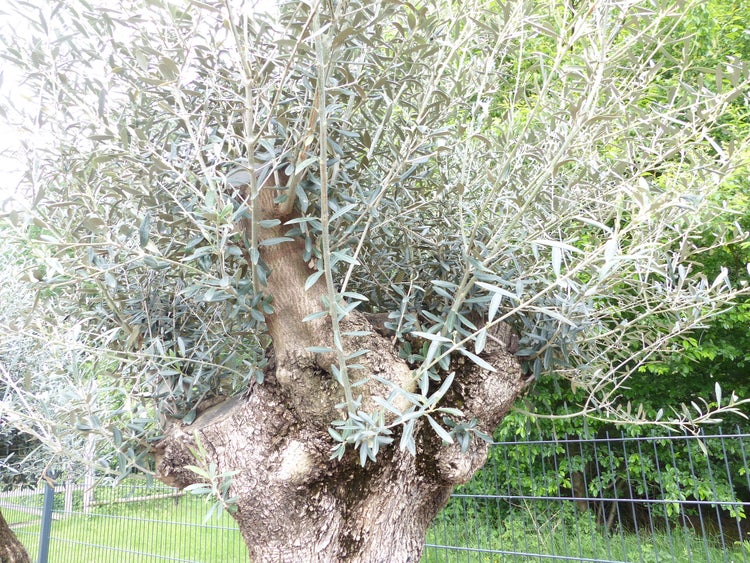 genau dieser Baum L10 Olivenbaum 240 cm, knorrige alte urige Olive winterhart